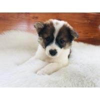 ราคา ลูกหมาบางแก้ว (360945881)