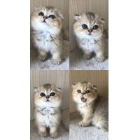 ราคา สก็อตติชโฟลด์หญิง wcf (360936852)