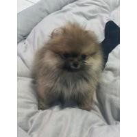 ราคา ปอมเมอเรเนี่ยนแม้ทีคัพ (360945775)