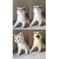 ราคา สก็อตติชชาย หูตั้ง wcf (360936828)