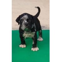 ราคา ลูกสุนัขพิทบูลแบนด๊อก (360944950)