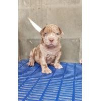 ราคา ลูกสุนัขพิทบูลแบนด๊อก (360945036)