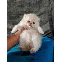 ราคา เปอเซียร์หน้าบี้ (360358226)