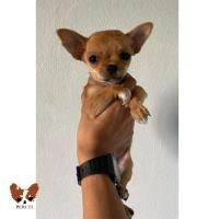 ราคา พร้อมย้ายบ้าน ชิวาวาแท้ ขนสั้นเด็กหญิง (360944225)
