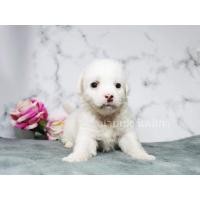 ราคา พุดเดิ้ลทอยเพศเมีย (360944046)