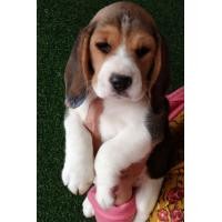 ราคา บีเกิ้ล (360944086)