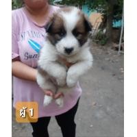 ราคา ลูกหมาบางแก้วแท้ (360941988)