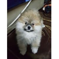 ราคา ลูกสุนัขพันธุ์ปอมแท้ (360941964)