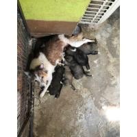 ราคา ลูกสุนัขบางแก้วผสมไซบีเรีย (360940694)