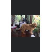 ราคา โกลเด้นเกรดประกวดสวยๆอนาคตแม่พันธ์ (360939728)