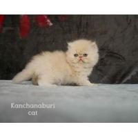 ราคา เปอเซียหน้าบี้ (360366059)