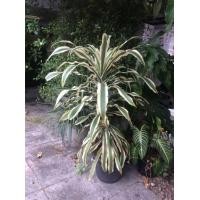 ราคา ต้นวาสนาด่าง (มือหนึ่ง) (359905741)