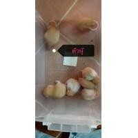 ราคา น้องแฮม ไจแอนท์ ไทย พร้อมส่ง อายุ เกือบ 1 เดือน (360577483)