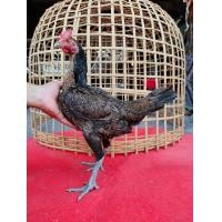 ราคา แม่ไก่เยียร์ (360945819)