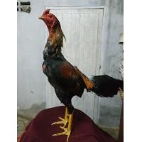 ราคา พม่าร้อย (360945384)