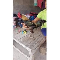 ราคา ดวนๆไก่ชนพม่า คัดผ่าน ลีลา ม้าล่อสั้น ดักตบ และตีตาคู่ต่อสู้ ไม่หลบระวังตาบอด รอยใหญ่2.7-9 (360944936)