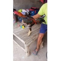 ราคา ด่วนๆ ไก่หนุ่ม รอยใหญ่2.8-9 ไก่ชนพม่าเหล่าตีตา ไก่ใหม่ (360944875)