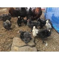 ราคา ขายไก่มินิโคชิน ไซคเล็ก (360944013)