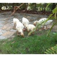 ราคา ลูกห่านจีนสีขาว (360941568)