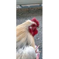 ราคา ไก่แจ้ญี่ปุ่น (360939597)