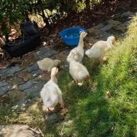 ราคา ลูกห่านจีนสีขาว (มือหนึ่ง) (360941555)