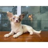 ราคา ชิวาว่า (360936313)