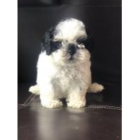 ราคา น้องหมาพันธุ์ผสมชิสุพุดเดิ้ล (มือหนึ่ง) (360943209)