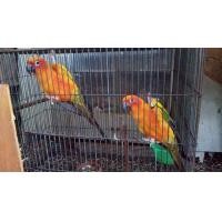 ราคา ซันคอนัวร์ คู่ ไข่แล้ว (360929491)