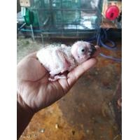 ราคา ลูกป้อนซันคอนัว (360930039)