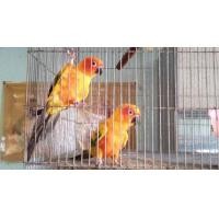 ราคา ซันคอนัวร์ 1 คู่ พร้อมทำ มีใบเช็คเพศ (360929465)