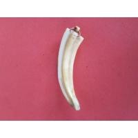 ราคา เขี้ยวหมูตัน ขนาดประมาณ 2.5 นิ้ว ผิวสีเหลืองน้ำผึง เขี้ยวใหญ่มาก มีลวดลายเป็นธรรมชาติ แห้ง เก่า แท้ สภาพสวยมาก อย่างสวย เขี้ยวใหญ่แบบนี้หายา (มือสอง) (346281381)