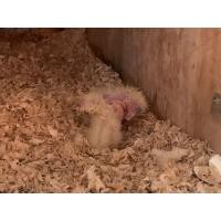 ราคา ลูกป้อนกระตั้วมีเดี่ยม (360934129)