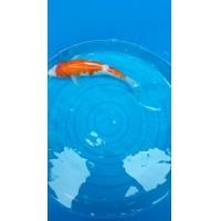 ราคา ปลาคาร์ฟ โคฮากุ 34CM สองตอน ปลาไทยลูกนอก (360927342)