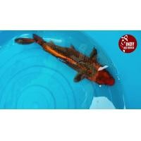 ราคา ปลาคาร์ฟ อะกา มัตซึบะ 35CM แดงๆ ตะข่ายแน่นๆ ปลาไทยลูกนอก (360927248)