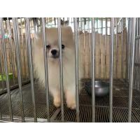 ราคา รับผสมพ่อพันธ์ปอม จ่ายลูกสวย ลูกดก เปิดรับผสม (341306812)