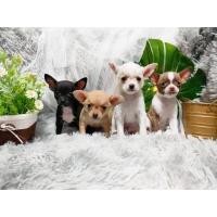 ราคา ชิวาว่าแท้น่ารัก (360933187)