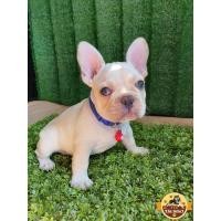 ราคา เฟรนช์ บูลด็อก สีครีม เด็กชาย ตัวสั้นๆ หน้าหล่อๆ พร้อมย้ายบ้านค่ะ (360932571)