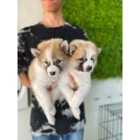 ราคา บางแก้วแท้ (360934047)