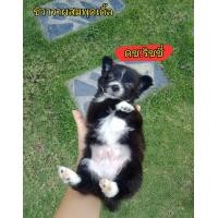 ราคา ชิวาวาผสมพุดเดิ้ล (360934446)