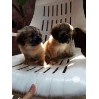 ราคา ชิสุผสมโกเด็น (360933683)