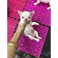 ราคา ชิวาว่าขนสั้น (360933312)