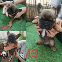 ราคา เฟร้นบูลด็อก (360933295)