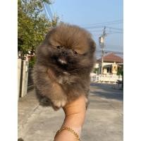 ราคา ฟาร์มปอม ปอมหน้าหมี ปอมแท้ขนแน่น สุขภาพดีขายลูกสุนัข ปอมทีคัพ น่ารัก อารมณ์ดี (360933294)
