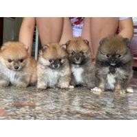 ราคา ฟาร์มปอม ปอมหน้าหมี ปอมแท้ขนแน่น สุขภาพดีขายลูกสุนัข ปอมทีคัพ น่ารัก อารมณ์ดี (360933285)