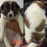 ราคา บางแก้ว (360932376)