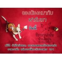 ราคา รวมพลลูกสุนัขชิวาวาแท้ (สายเลือดดี) (360931799)