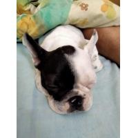 ราคา เฟร้นบลูด็อก (360932047)