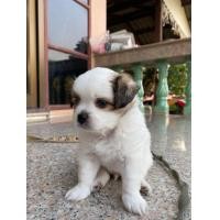 ราคา ชิสุผสมยอร์คเชียร์ (360930329)