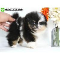 ราคา เชียงใหม่ ปอมเมอเรเนียน หน้าหมี ทีคัพ สีไตรคัดเลอร์ (360929564)