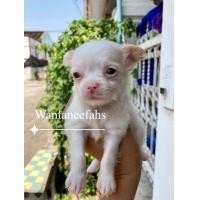 ราคา ชิวาว่า ขนยาวสีขาว (360929390)